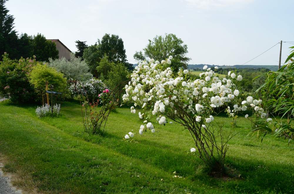 Les grands buissons, ou alors les petits grimpants. Description d'un jardin près de Toulouse